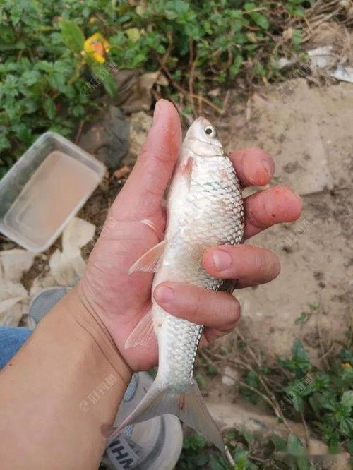 刺鱼高清视频在线观看国产,刺鱼高清视频，带你领略国产影视魅力